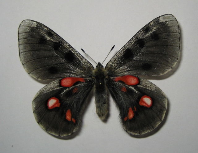 Parnassius ssp. male (aberration, dark form) (Internet Image property of respective owner, non-commercial use only)